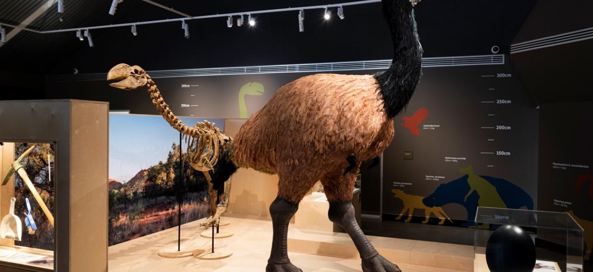 MAGNT Megafauna Central, Museum Fitout Australia