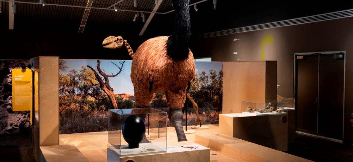 MAGNT Megafauna Central, Museum Fitout Australia