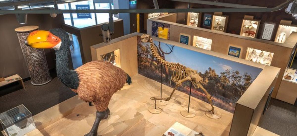 MAGNT Megafauna Central, Museum Fitout Australia