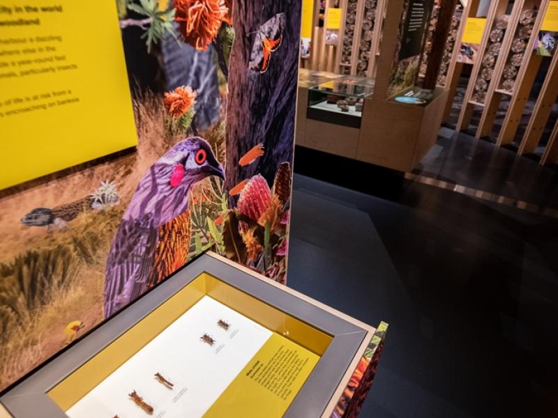 Drawer Showcase, Fresco Showcase Drawer – WAM Wild Life Gallery