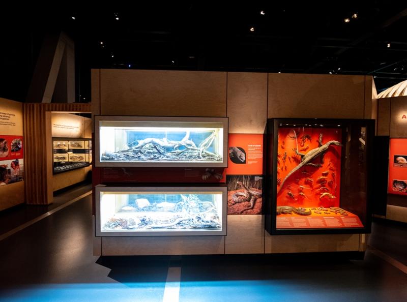 Fresco Showcase Wall – WAM Wild Life Gallery